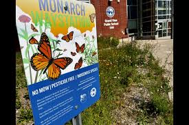 Image result for Cambridge Monarchs