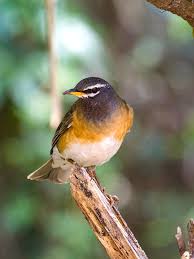 Image result for Turdus obscurus