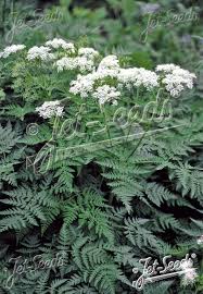 Image result for Myrrhis odorata