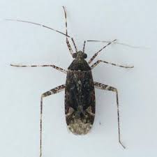Attēlu rezultāti vaicājumam “Phytocoris sp.”