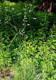 Attēlu rezultāti vaicājumam “Dactylis polygama”