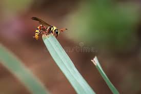 Attēlu rezultāti vaicājumam “Eumenidae”