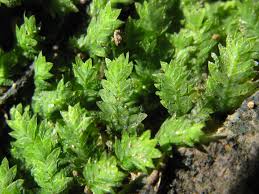 Attēlu rezultāti vaicājumam “Fissidens taxifolius”