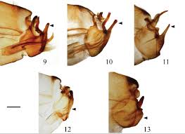 Attēlu rezultāti vaicājumam “Potamophylax”