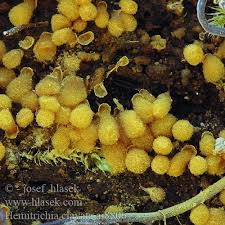 Attēlu rezultāti vaicājumam “Hemitrichia clavata”