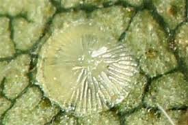 Attēlu rezultāti vaicājumam “Acronicta cuspis”