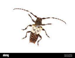 Attēlu rezultāti vaicājumam “Pogonocherus hispidulus”