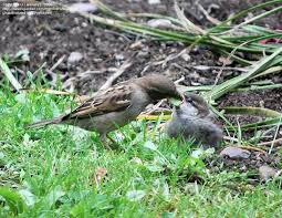 Attēlu rezultāti vaicājumam “Passer domesticus juvenile”