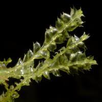 Attēlu rezultāti vaicājumam “Lophocolea minor”