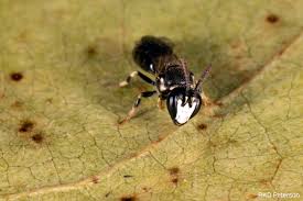 Attēlu rezultāti vaicājumam “Hylastes sp.”