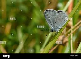 Attēlu rezultāti vaicājumam “Cupido minimus”