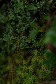 Attēlu rezultāti vaicājumam “Sphagnum flexuosum”