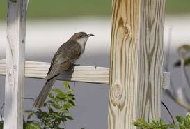 Image result for Coccyzus erythropthalmus