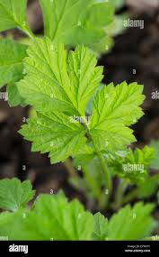 Attēlu rezultāti vaicājumam “Geum urbanum leaf”
