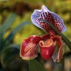 (Paphiopedilum) in the Plants - via Daymix