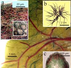 Attēlu rezultāti vaicājumam “Hildenbrandia rivularis”