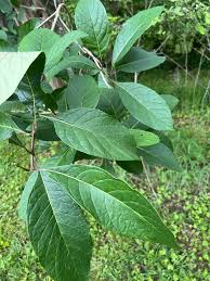 Attēlu rezultāti vaicājumam “Chionanthus virginicus leaf”