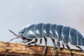 Attēlu rezultāti vaicājumam “Armadillidium pulchellum”