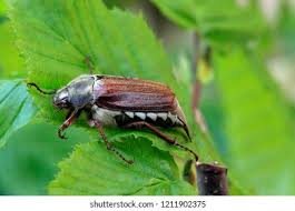 Attēlu rezultāti vaicājumam “Melolontha melolontha imago”