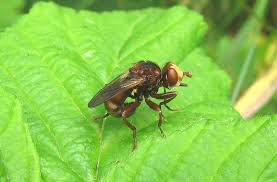 Attēlu rezultāti vaicājumam “Sicus ferrugineus”