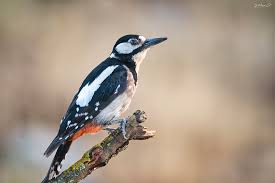 Attēlu rezultāti vaicājumam “Dendrocopos major male”