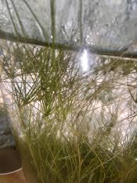 Attēlu rezultāti vaicājumam “Stuckenia pectinata”