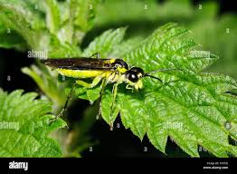 Attēlu rezultāti vaicājumam “Rhogogaster picta”