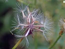 Attēlu rezultāti vaicājumam “Crepis tectorum”