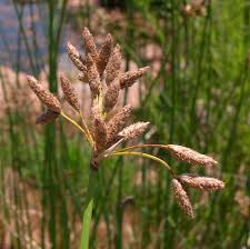 Attēlu rezultāti vaicājumam “Schoenoplectus lacustris subsp. glaucus bud”