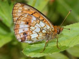 Attēlu rezultāti vaicājumam “Brenthis ino upperside”