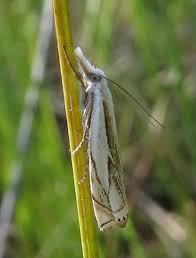 Attēlu rezultāti vaicājumam “Crambus heringiellus”