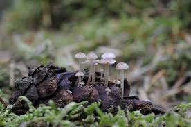 Attēlu rezultāti vaicājumam “Strobilurus esculentus”