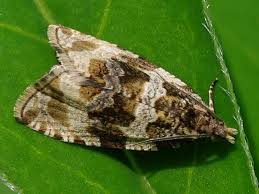 Attēlu rezultāti vaicājumam “Orthotaenia undulana”