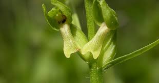 Attēlu rezultāti vaicājumam “Coeloglossum viride flower”