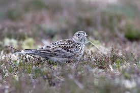 Attēlu rezultāti vaicājumam “Alauda arvensis adult”