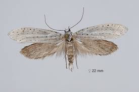 Attēlu rezultāti vaicājumam “Lyonetiidae”