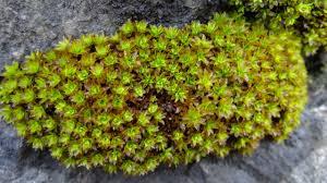 Attēlu rezultāti vaicājumam “Syntrichia ruralis var. ruralis”