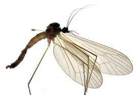 Attēlu rezultāti vaicājumam “Trichocera”