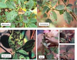 Attēlu rezultāti vaicājumam “Phragmidium sp.”