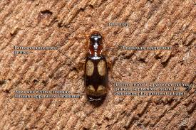 Attēlu rezultāti vaicājumam “Dromius quadrimaculatus”