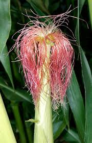 Attēlu rezultāti vaicājumam “Zea mays female flower”