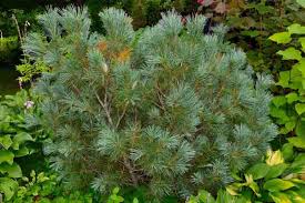 Attēlu rezultāti vaicājumam “Pinus pumila”