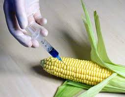 Afinal os alimentos geneticamente modificados são seguros ?