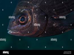 Image result for Diplodus cervinus