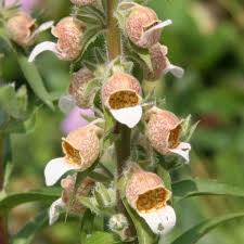 Image result for Digitalis lanata