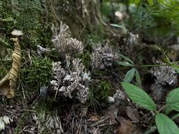 Attēlu rezultāti vaicājumam “Clavulina cinerea”