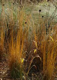 Attēlu rezultāti vaicājumam “Molinia caerulea”