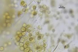 Attēlu rezultāti vaicājumam “Lindbladia tubulina macro”