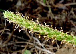 Attēlu rezultāti vaicājumam “Plantago major flower”