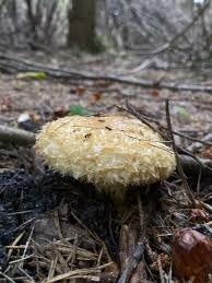 Attēlu rezultāti vaicājumam “Lactarius repraesentaneus”